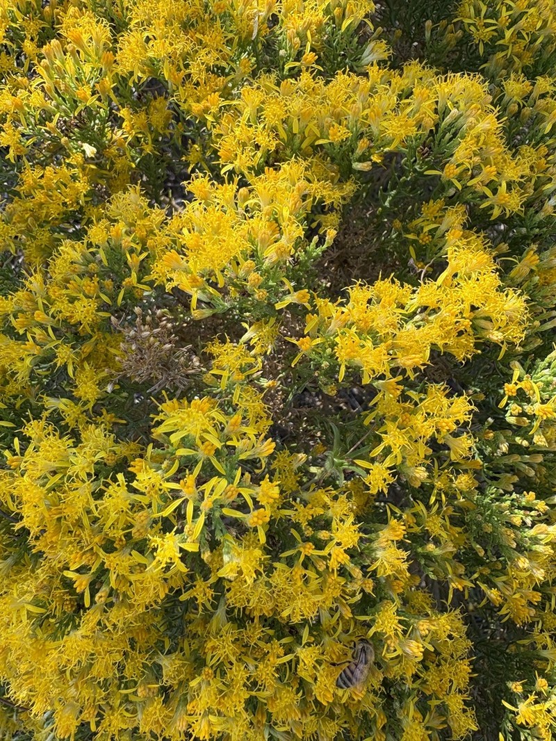 Broom Snakeweed photo 2