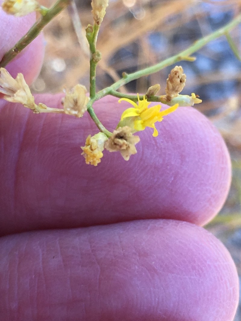Broom Snakeweed photo 3