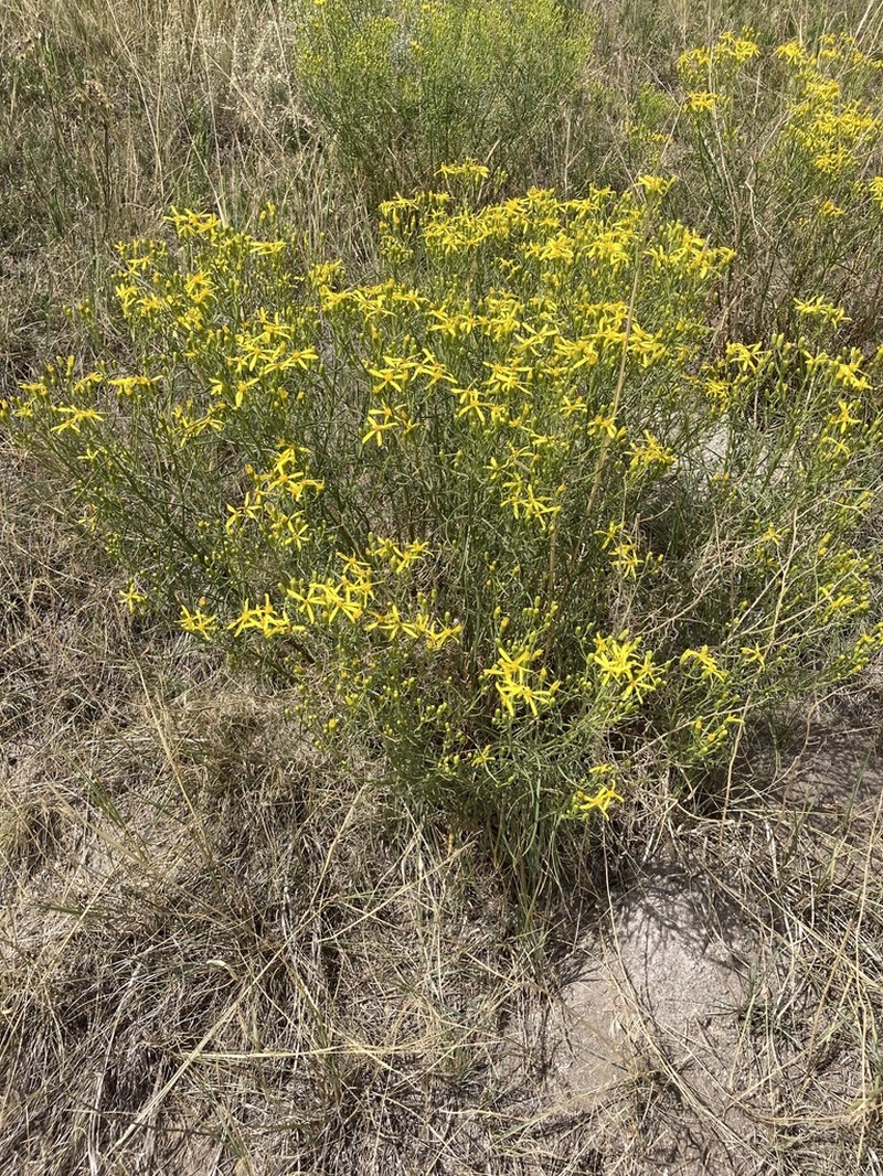 Broom Snakeweed photo 4