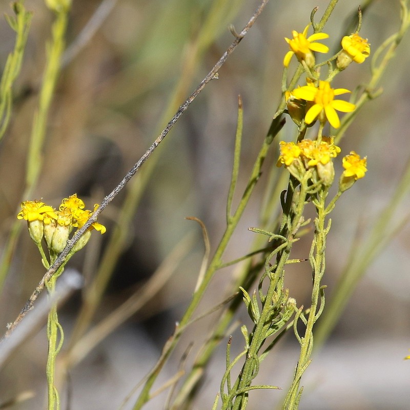 Broom Snakeweed photo 6