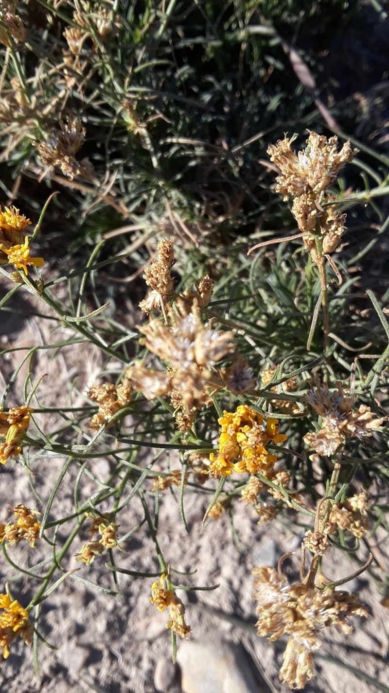 Broom Snakeweed photo 7