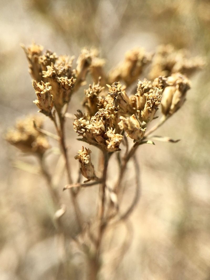 Broom Snakeweed photo 8