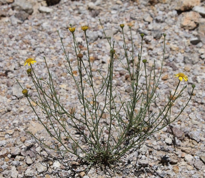 Gutierrezia sericocarpa