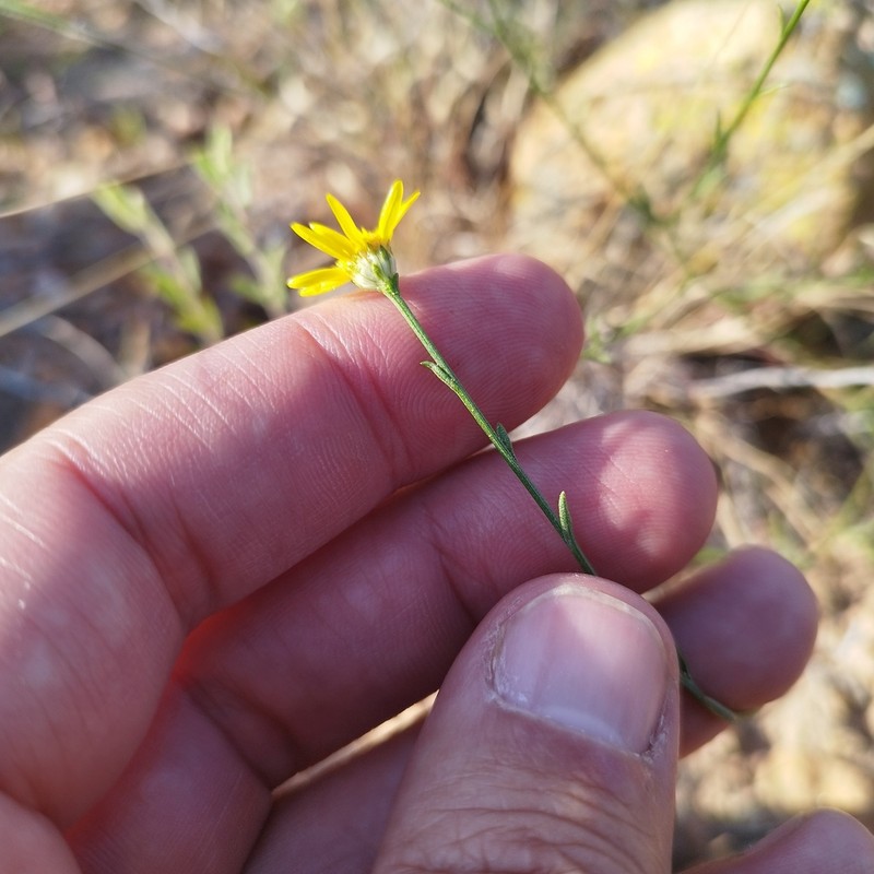Gutierrezia sericocarpa photo 2