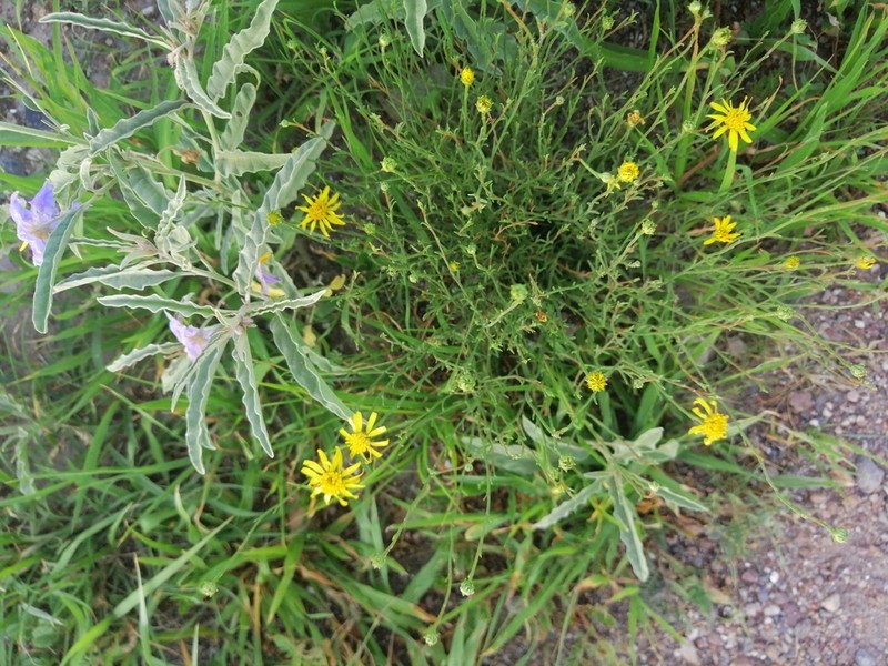 Gutierrezia sericocarpa photo 3