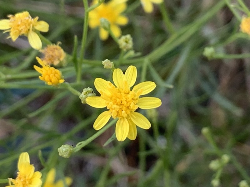 Late Snakeweed