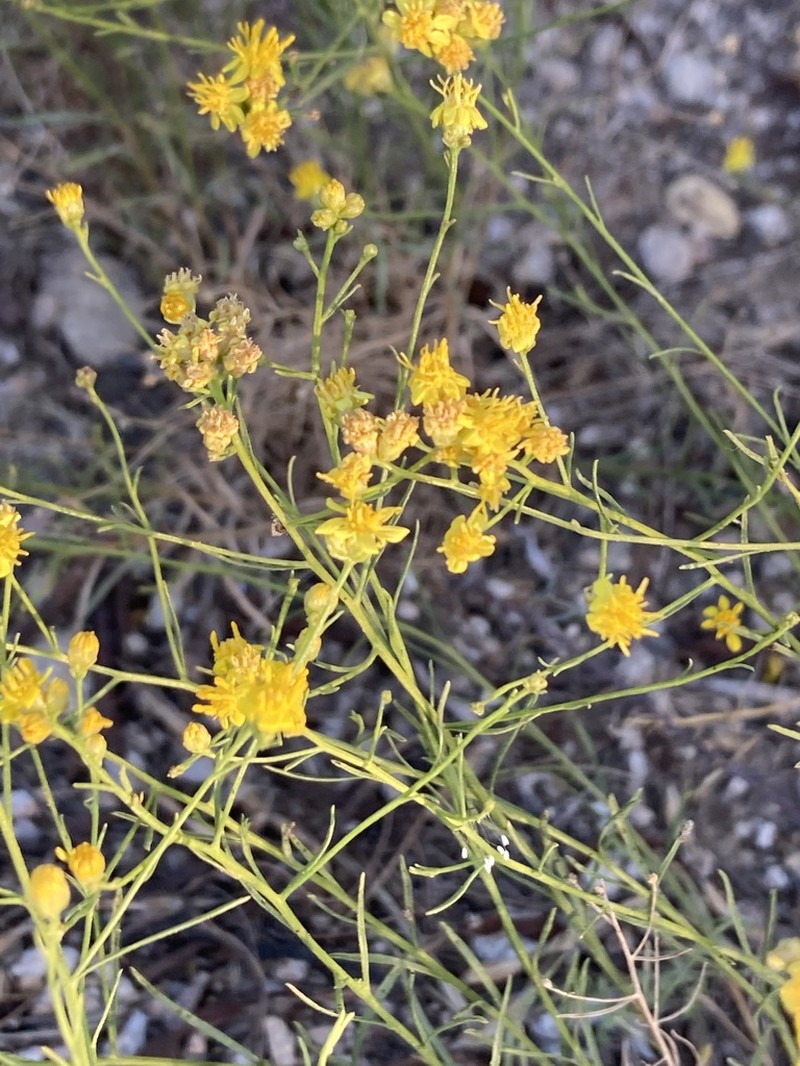 Late Snakeweed photo 2