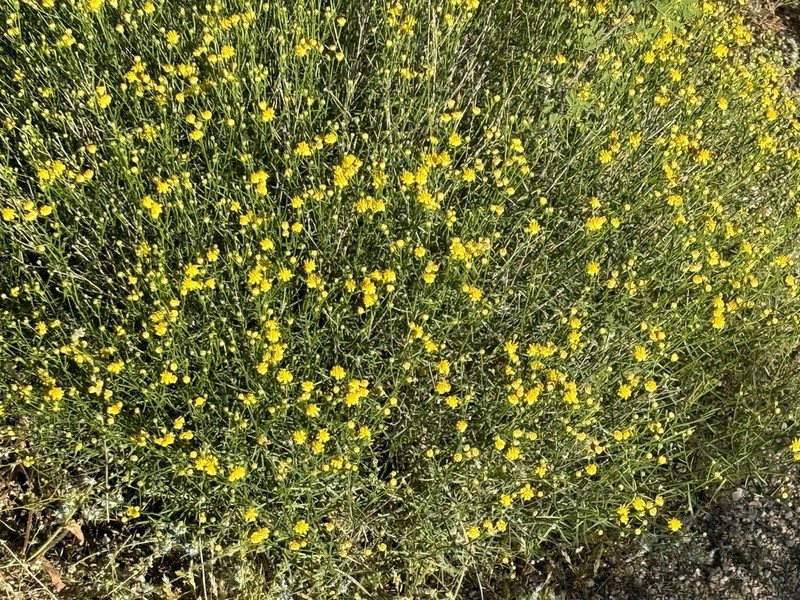 Late Snakeweed photo 3