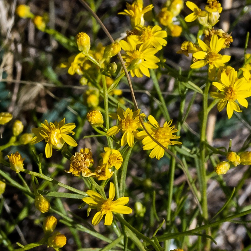 Late Snakeweed photo 4