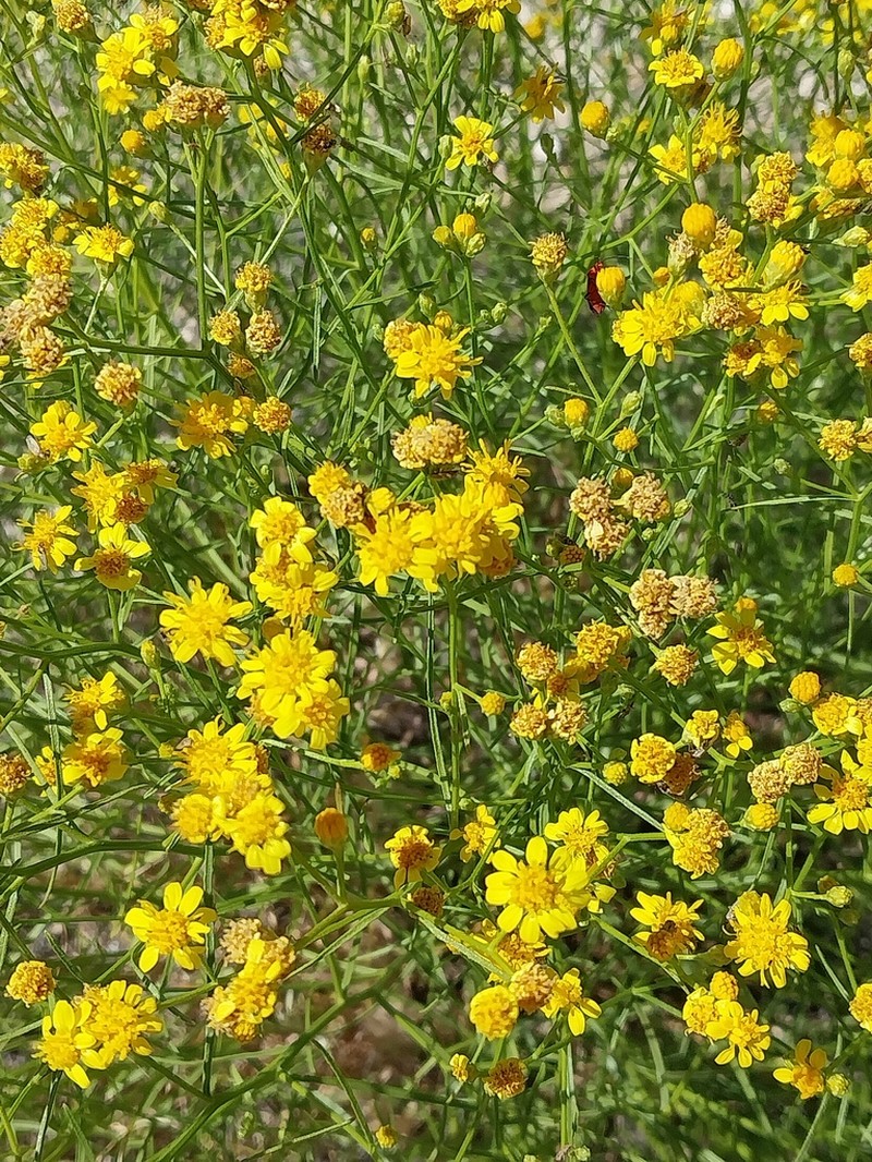 Late Snakeweed photo 5
