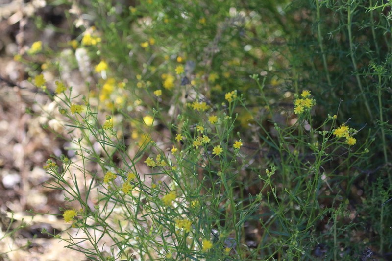 Late Snakeweed photo 6
