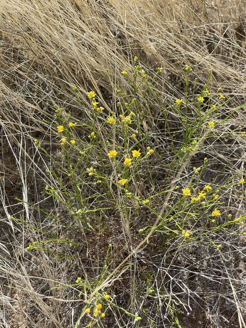 Late Snakeweed photo 7