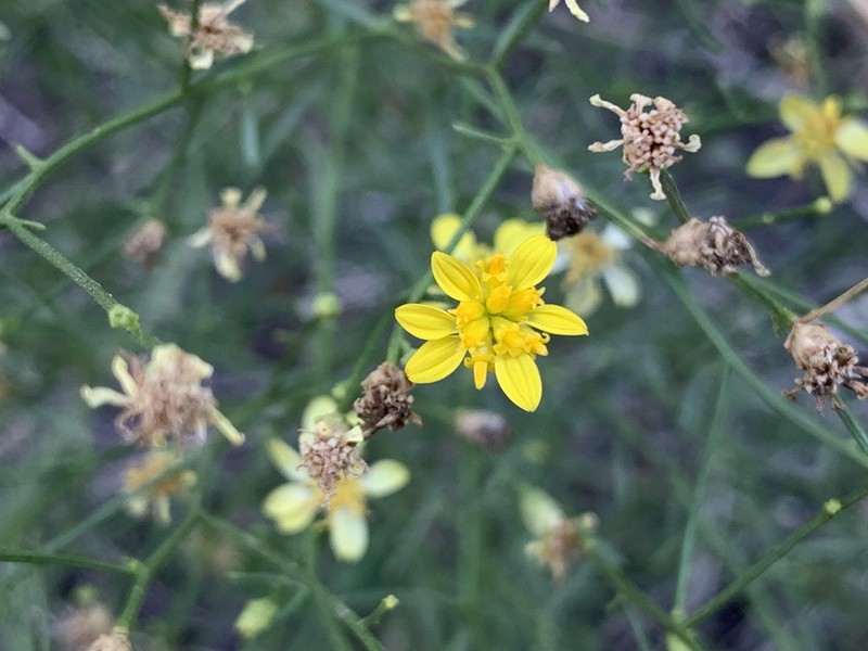 Late Snakeweed photo 8