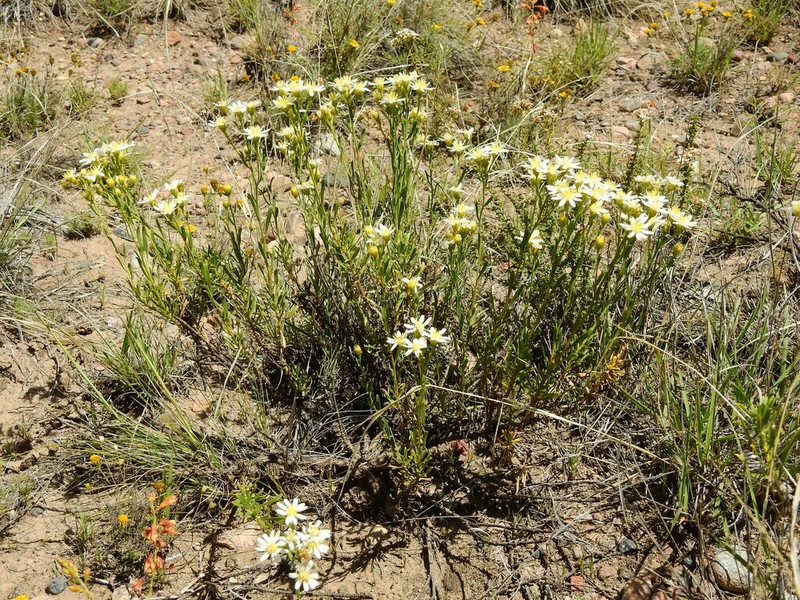 Gutierrezia solbrigii