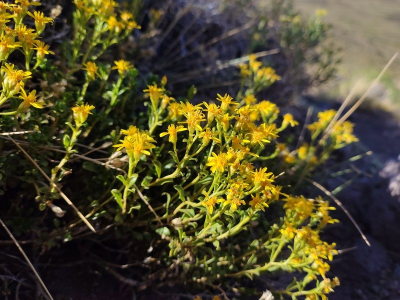 Gutierrezia spathulata photo 2