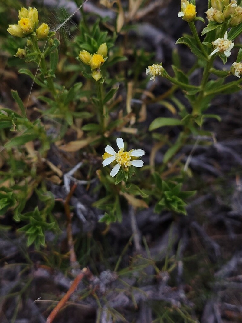 Gutierrezia spathulata photo 4