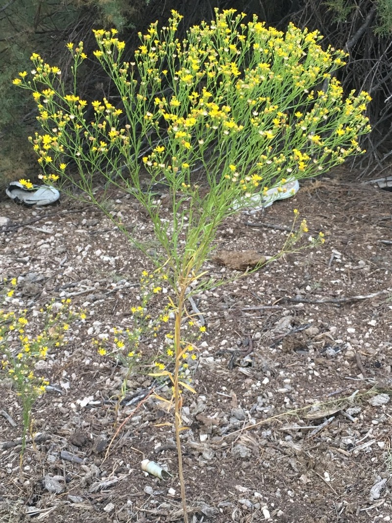 Roundleaf Snakeweed
