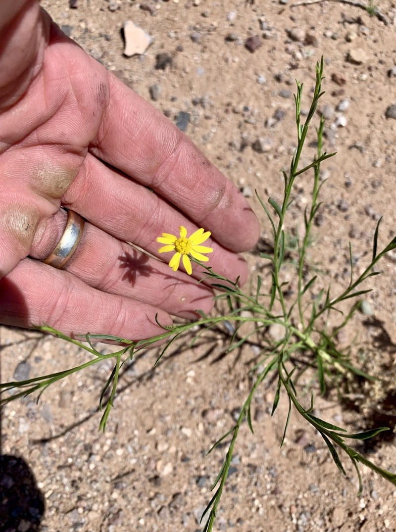 Roundleaf Snakeweed photo 2