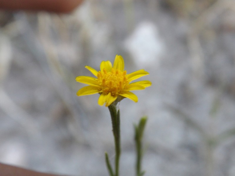Roundleaf Snakeweed photo 3