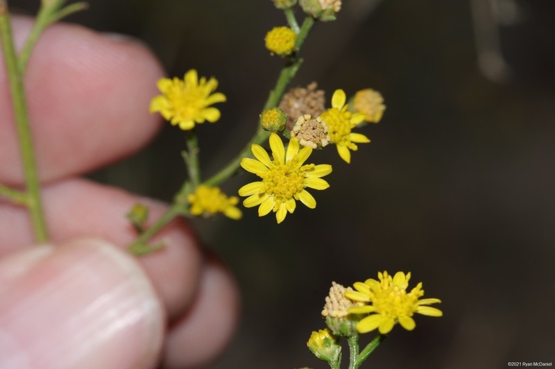 Roundleaf Snakeweed photo 4