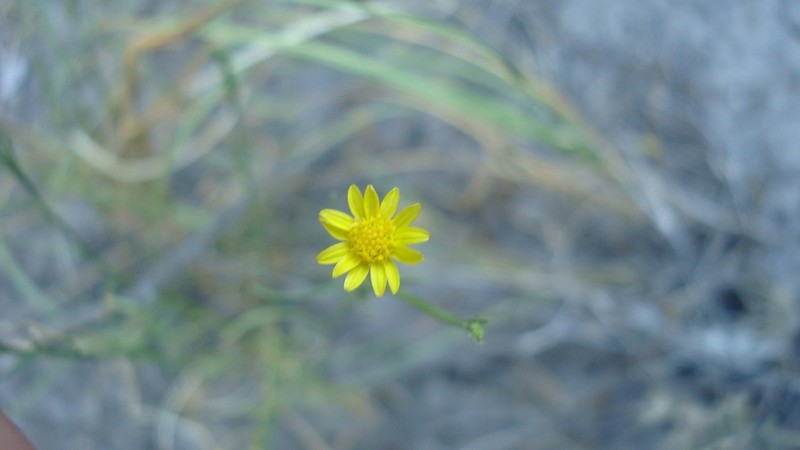 Roundleaf Snakeweed photo 5