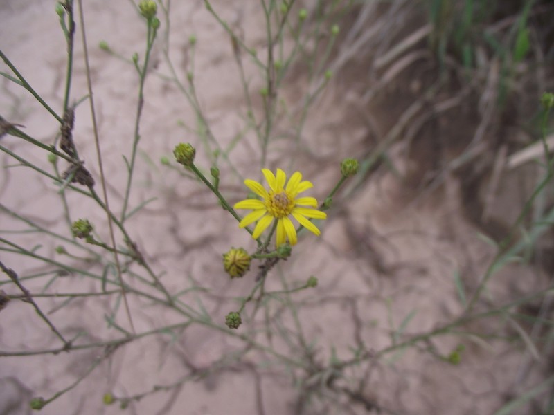Roundleaf Snakeweed photo 6