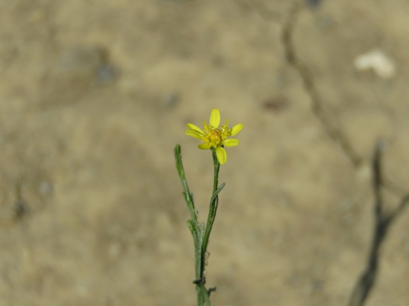 Roundleaf Snakeweed photo 7