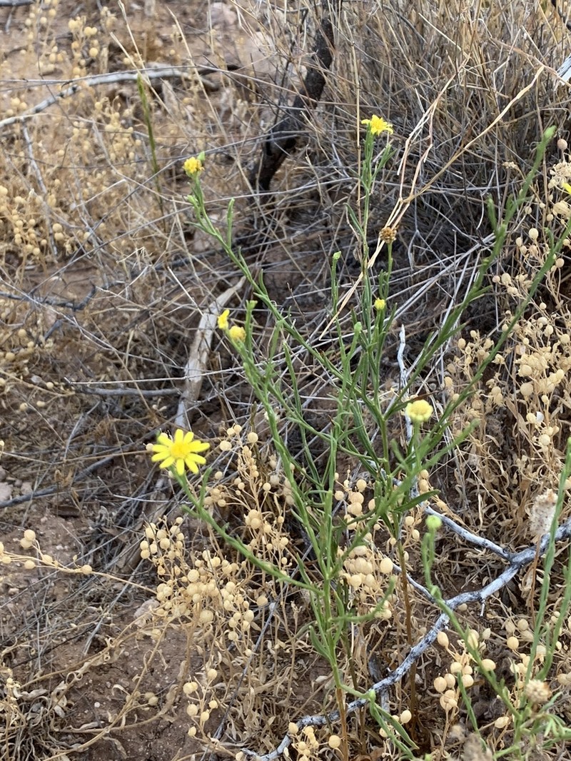Roundleaf Snakeweed photo 8