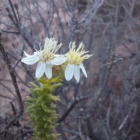 Gutierrezia taltalensis