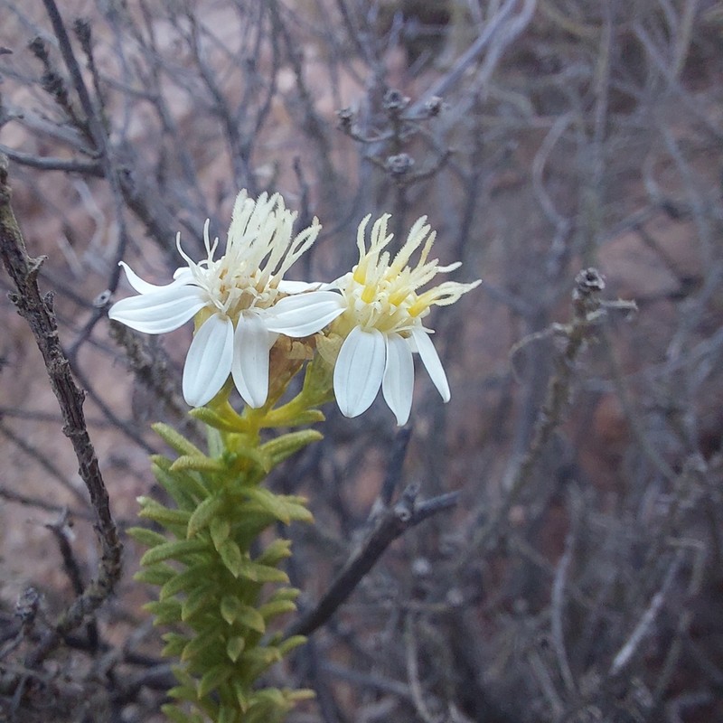 Gutierrezia taltalensis