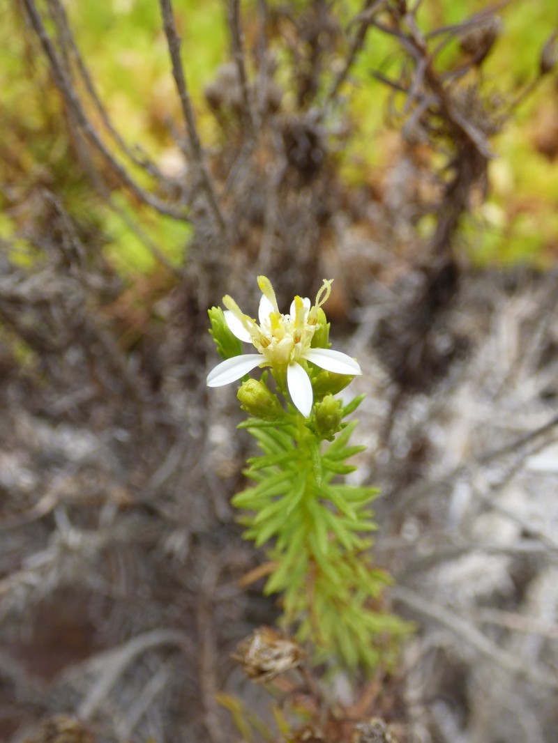 Gutierrezia taltalensis photo 3