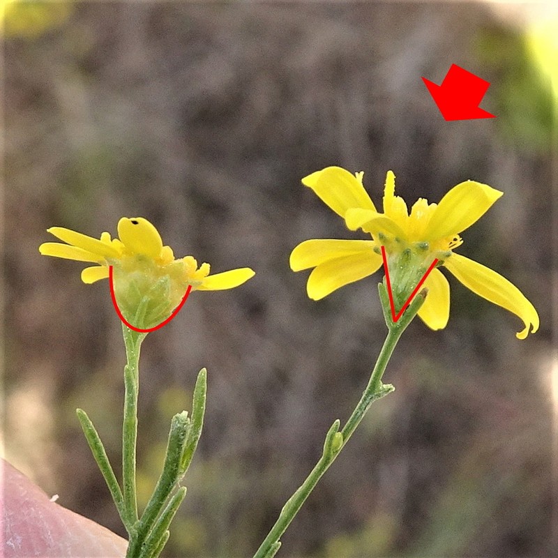 Texas Snakeweed