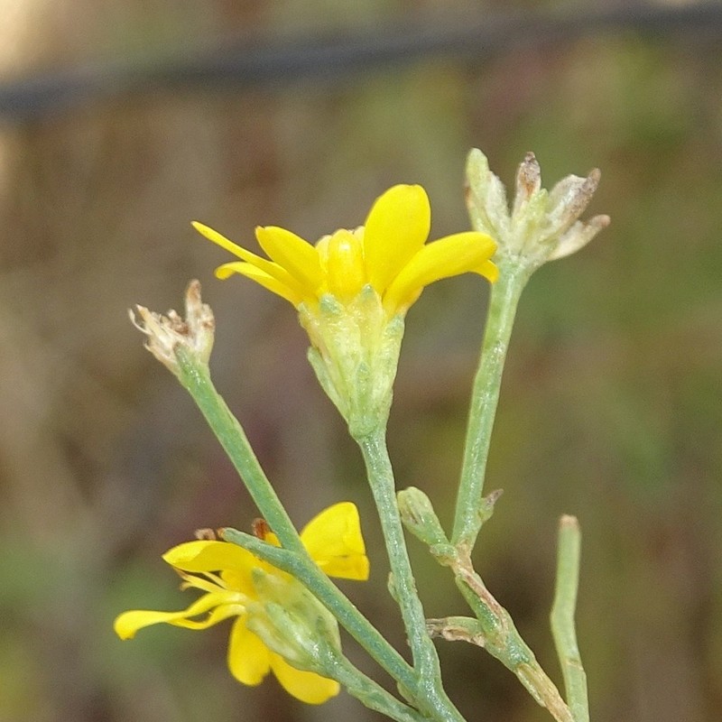 Texas Snakeweed photo 2