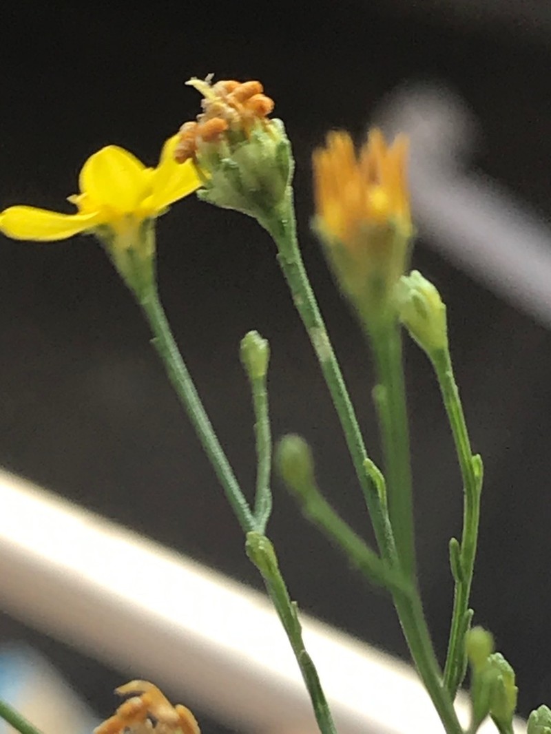 Texas Snakeweed photo 3