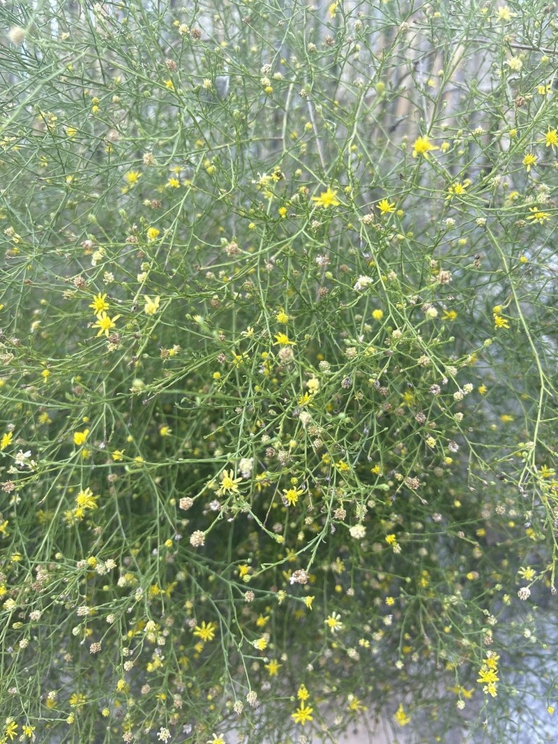 Texas Snakeweed photo 4