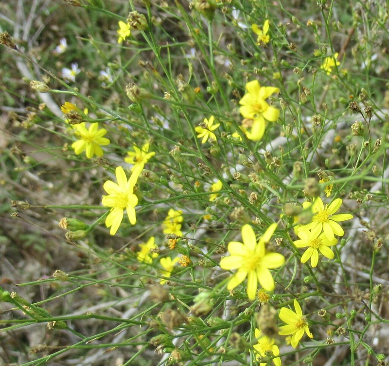 Texas Snakeweed photo 5