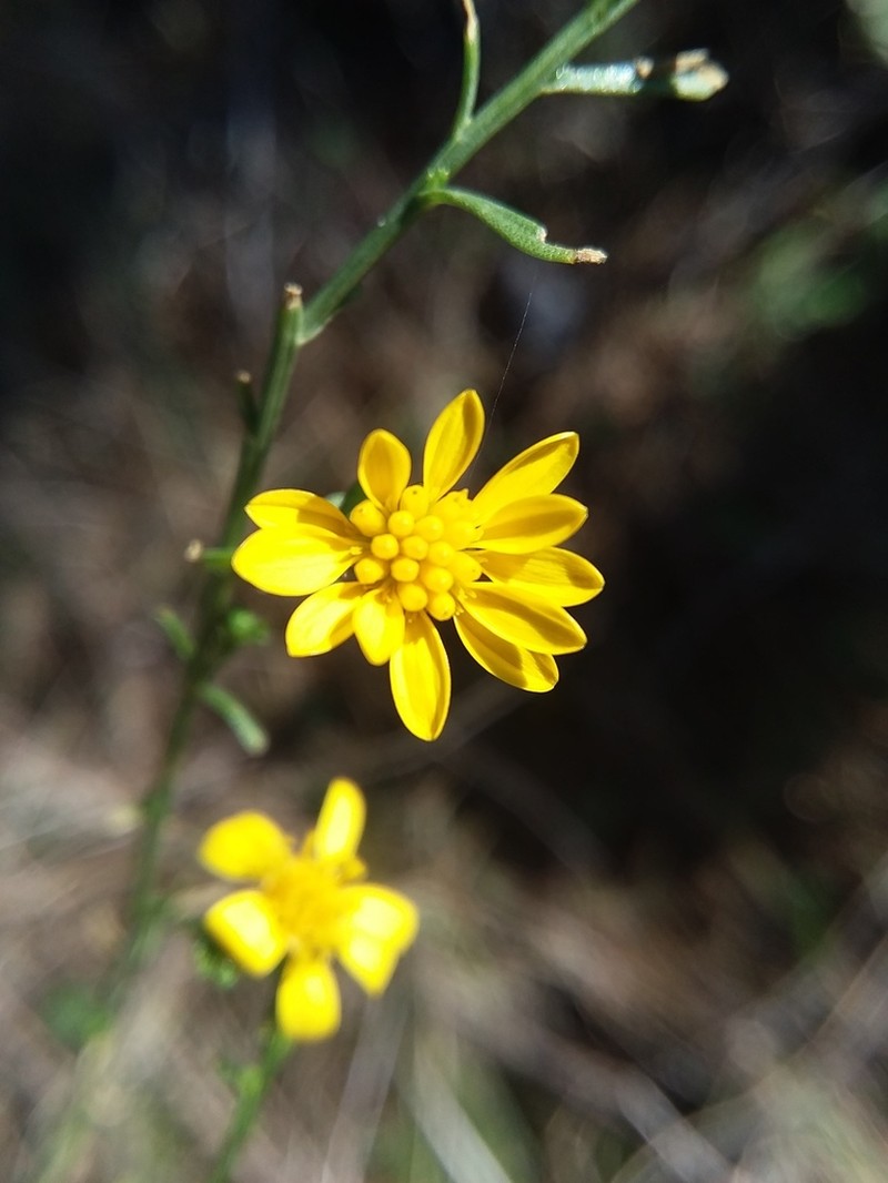 Texas Snakeweed photo 6