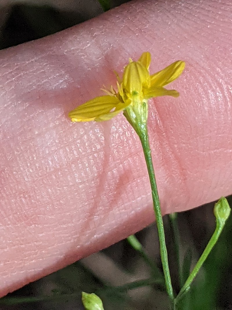 Texas Snakeweed photo 7