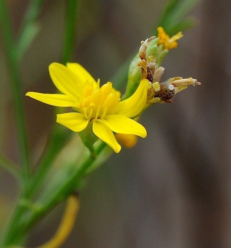 Texas Snakeweed photo 8