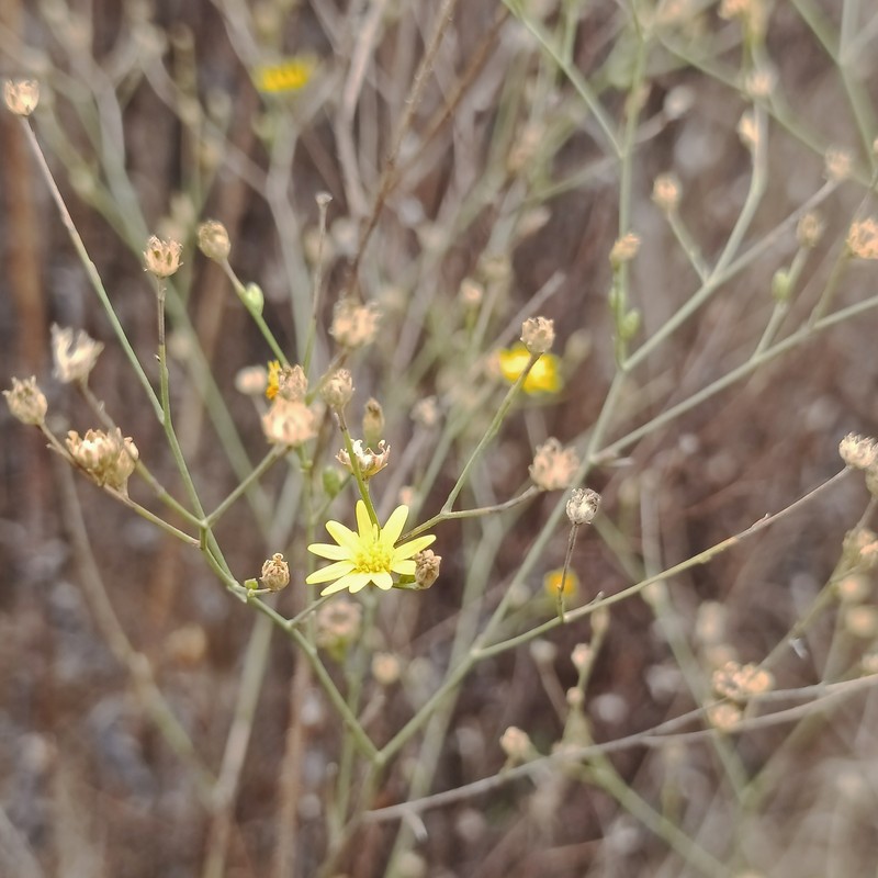Gutierrezia texana var. glutinosa