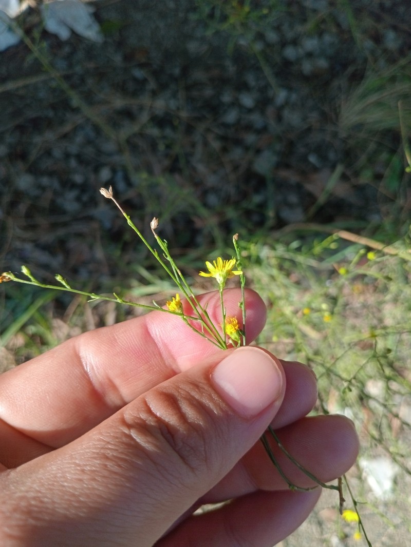 Gutierrezia texana var. glutinosa photo 2