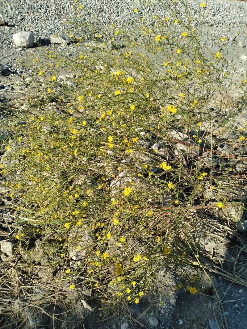 Gutierrezia texana var. glutinosa photo 3