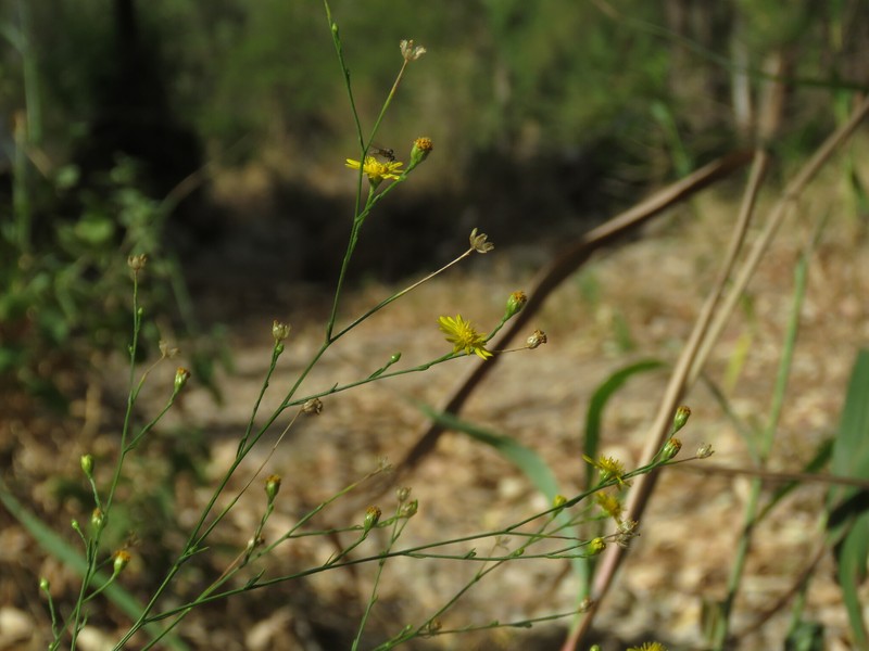 Gutierrezia texana var. glutinosa photo 4