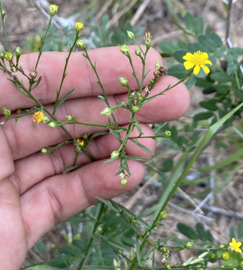 Gutierrezia texana var. glutinosa photo 5