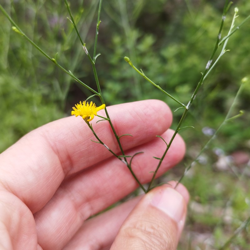 Gutierrezia texana var. glutinosa photo 6