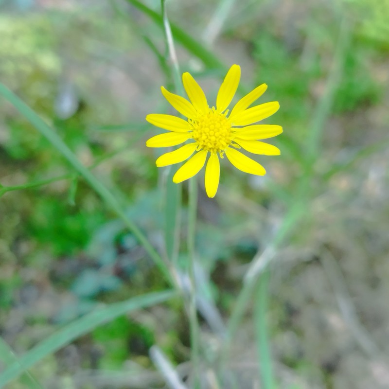 Gutierrezia texana var. glutinosa photo 7