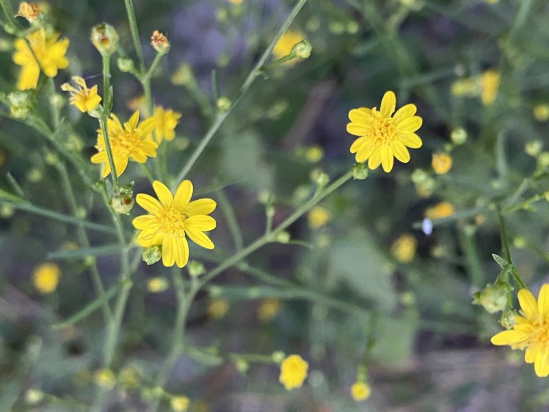Gutierrezia texana var. glutinosa photo 8