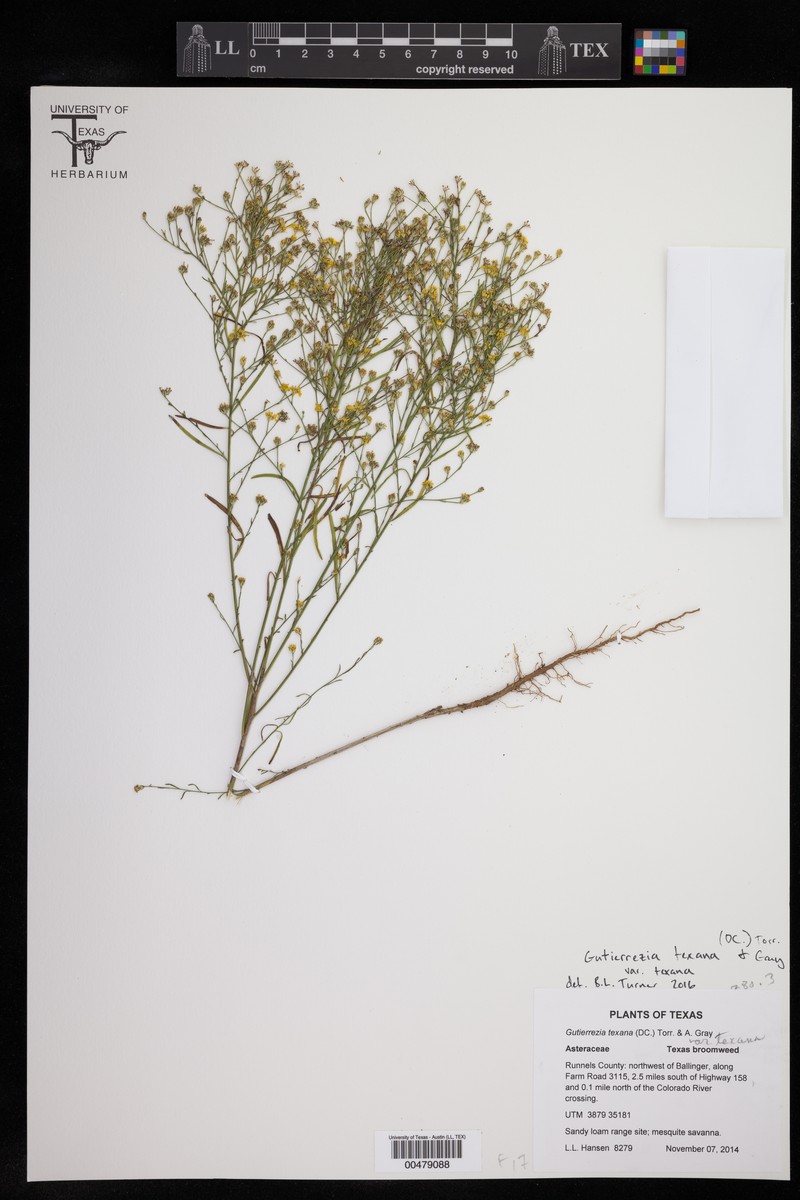Gutierrezia texana var. texana