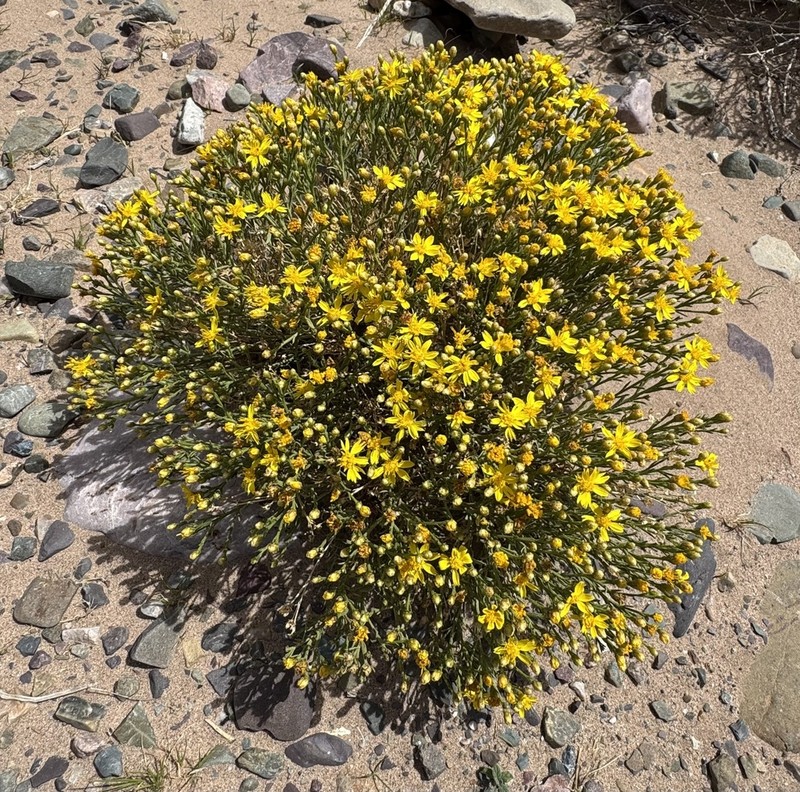 Gutierrezia tortosae
