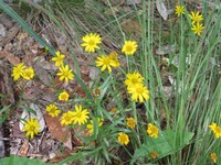 Wright's Snakeweed